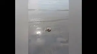 UFO Flugscheibe Landung Jamaica Beach Steyregg