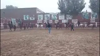 Learn Horse riding/Tent pegging. CallAli Nayar Bhurwana 0345 7612279