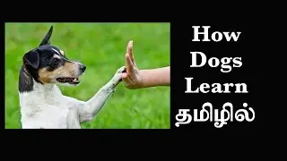 How we Learn, Classical Conditioning by Ivan Pavlov (EP21) Basic Psychology in Tamil