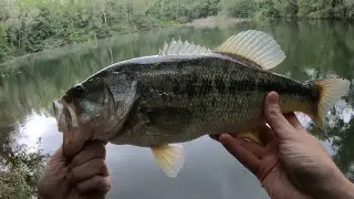 abandoned pond black bass fishing #fishing #bassfishing #blackbass #spinning