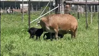 Meatmaster Ewe Fertility
