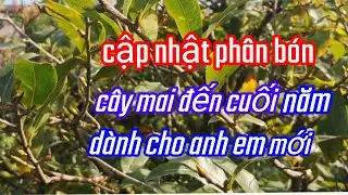 26/11/AL cập nhật phân bón cho cây mai vàng đên cuối năm dành cho anh em mới  chơi mai vàng 