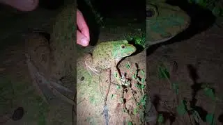 Big green frog funny | Boing wap wap frog funny | Tep longheng funny