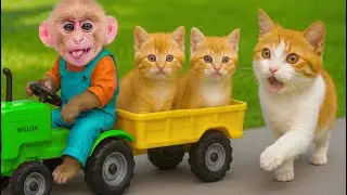 Obi monkey brought the kitten back to the mother cat | ANIMALS LIFE
