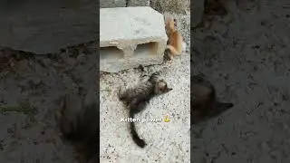 Hey, That&rsquo;s My Tail! | Cutest Cat Fails & Tail Chasing Moments #cat #funnycat #catshorts