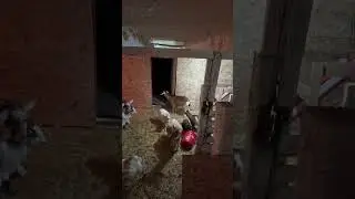 24 Hour Goat barn Camera LIVE at Starling Acres, Part Two 🐐