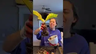A sago palm rescue that I wasn&rsquo;t looking forward to. #sagopalm #plantcare #plantlovers