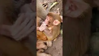 Group Monkey Eating Food 13