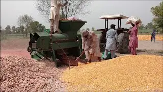 Amazing agriculture form technology - Life cycle of amazing Corn harvest and processing technology