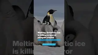 &lsquo;unprecedented breeding failure' #penguins  #climatechange #Antarctica #upsc #ias #ips #ssc #gk