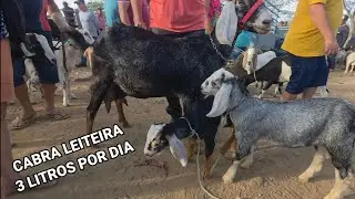 FEIRA DE ANIMAIS DA VILA JERIMUM T.N-PE 01/02/2026 PARTE 1