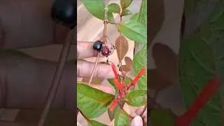 Семена растения Хамелия #шорты#цветочноерастение#семена