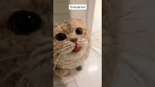 Y&uuml;n kazaklı kedi  #keşfetteyiz #kahvemakinasi #duet #funny #memes #keşfet #photooftheday #keşfeted&uuml;ş