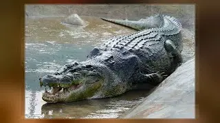 The Story of Crocodile 