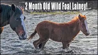 Brave Two Month Old Filly Foal Lainey Crossing The Salt River In Arizona!