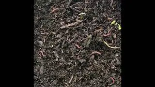 Grow your own worms