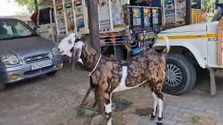 Jaipur CHAINPURA BAKRA MANDI LIVE UPDATE WEDNESDAY #bakramandi #bakraeid2025 #qurbanigoats