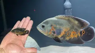 Evolução de crescimento do nosso Óscar tigre em 5 MESES !