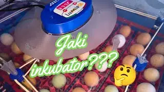 Inkubator - sukces Twojej hodowli #przepiórki #kury #kaczki #gęsi #indyki #perliczki 