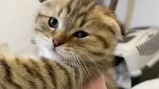 Характеры наших котят 🥰
