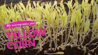 Yellow corn microgreens 1 min guide