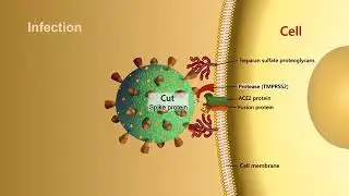 RS-CoV-2 (Covid-19) Infection Process Vdeo of scientific popularization. Animation.