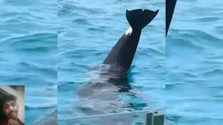 jessica dolphin attack real full video | jessica dolphin attack |Facke or Real 🐬 |React 28