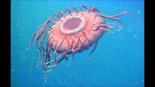 Atolla Wyvillei Jellyfish