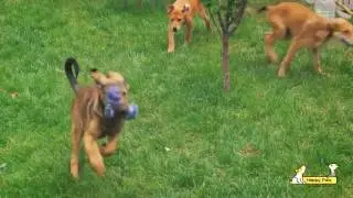 Проект Happy Paw на краудфандинговой платформе Спільнокошт