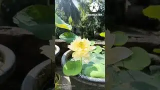 Water Garden #shorts #short #viral #flowers #lotus #homegarden #homegardening #song #nature #roptop