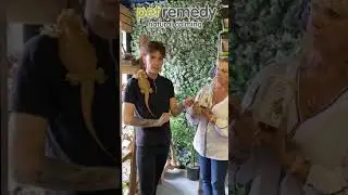 How to help calm a reptile with Pet Remedy