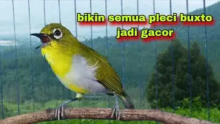 Suara Burung Pleci Gacor,Bikin Semua Pleci Bustomi Gacor