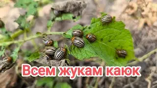 ЗА 1 РУБЛЬ ОБРАБОТАЛ СОТКУ КАРТОФЕЛЯ. Как успокоить колорадского жука дёшево и сердито.
