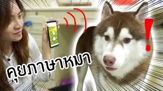ลองใจหมา #5 // หมาฟังภาษาคนรู้เรื่องมั้ย? (ลองใช้appแปลภาษาหมา!!)