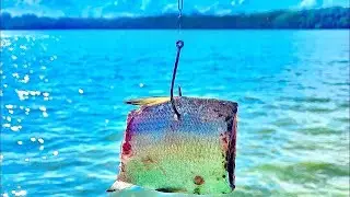 Best Bait for Catching Big Channel Catfish!! (Lake Fishing)