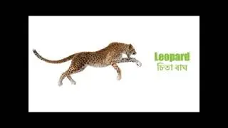 Picture Dictionary | Animal | Part :02 | English.masterShanto | কে বলেছে ইংরেজি কঠিন বিষয়? |