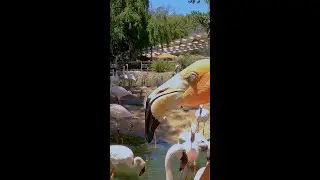 Flamingo Feeding Frenzy