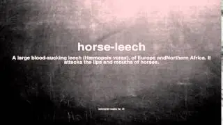 What does horse-leech mean