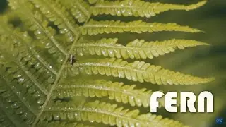 FERN for Alto Flute - Anna H&ouml;stman - Laurel Swinden - SPO S42E13 (Flute Festival)