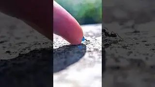 sharing blue sugar liquid with black ants #timelapse #shorts #insects