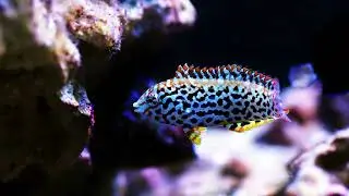LeopardWrasse#shorts#MarineLife#ColorChangingFish