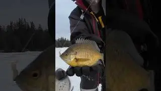 Roseau Bluegills and Lake of the Woods Ice conditions update