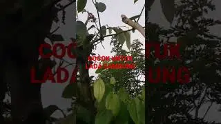 Bukan GANTUNG sembarang GANTUNG. Ini SULUR GANTUNG. cocok untuk lada sambung.