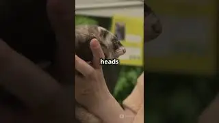 Top 5 Fun Facts About Ferrets! #pets #animals