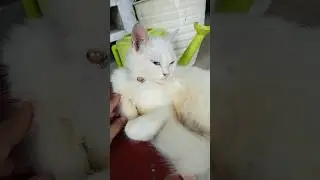 Kucing Zinzan Duduk Santai Guys #kucingzinzan #fau-chan