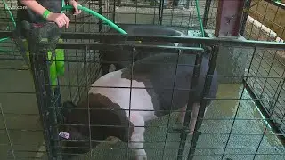 Canyon County Fair to host FFA and 4-H livestock only, no carnival, no concerts