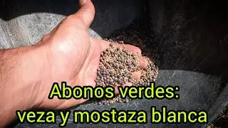 Abonos verdes: veza y mostaza blanca