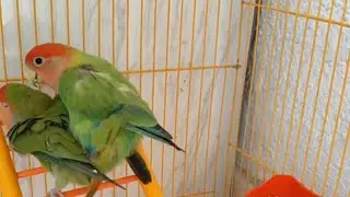 African Love Birds🐥 is live
