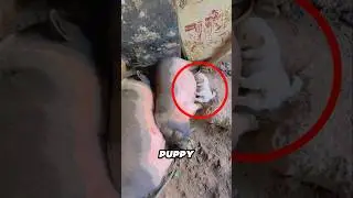 This puppy is adopted by a couple of pigs ❤