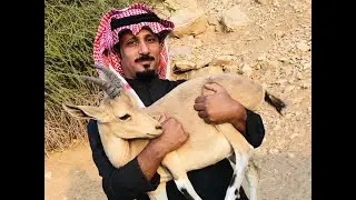 عبيد العوني في محمية الوعول الجزء 2 حضن الوعول محمية الشعبة Ibex Reserve Protected Area